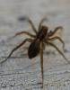 Pardosa sp.